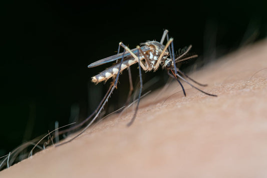 Dengue Fever in South Florida and the Keys: What You Need to Know