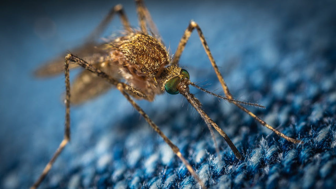 Collier County Expands Mosquito Control District